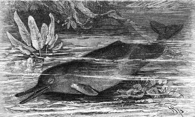 A 1927 illustration of the Indus river dolphin, one of two subspecies of Platanista gangetica. Image: Wikimedia